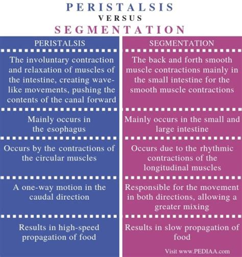 peristalsis and segmentation difference